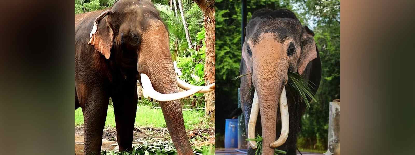 තායි රාජා සහ කණ්ඩුල හස්ථීන් ගැන වාර්තාවක්..